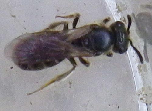 Lasioglossum sp.